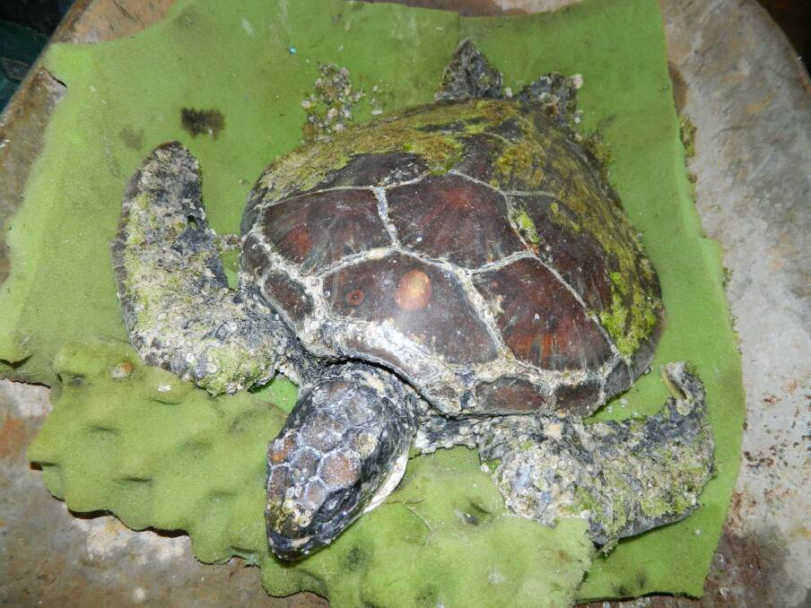 A loggerhead marine turtle was found at Lake Cathie suffering from multiple health issues. Photo: FAWNA NSW. 