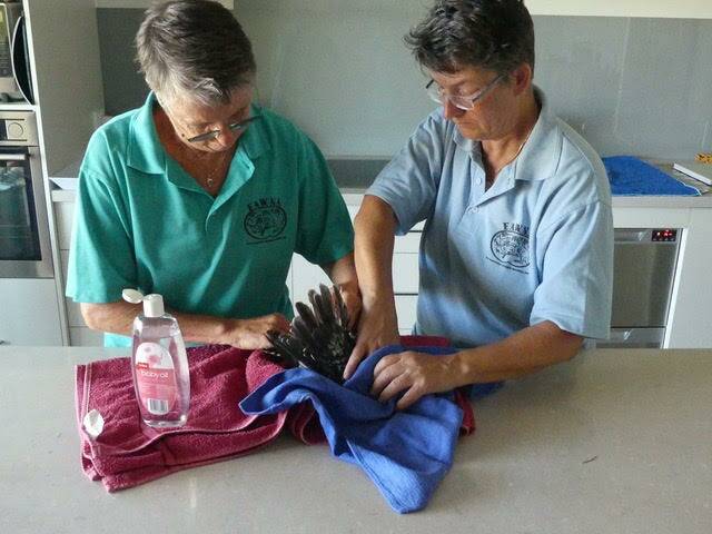 Wauchope-based FAWNA rescuers Jane Duxberry and Susanne Scheuter apply baby oil to the kookaburra's feathers in an effort to remove the adhesive.