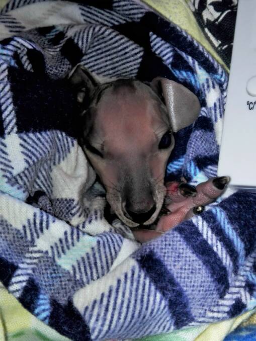 Safe and warm: The little joey rescued from the roadside at Bellangry at the weekend.