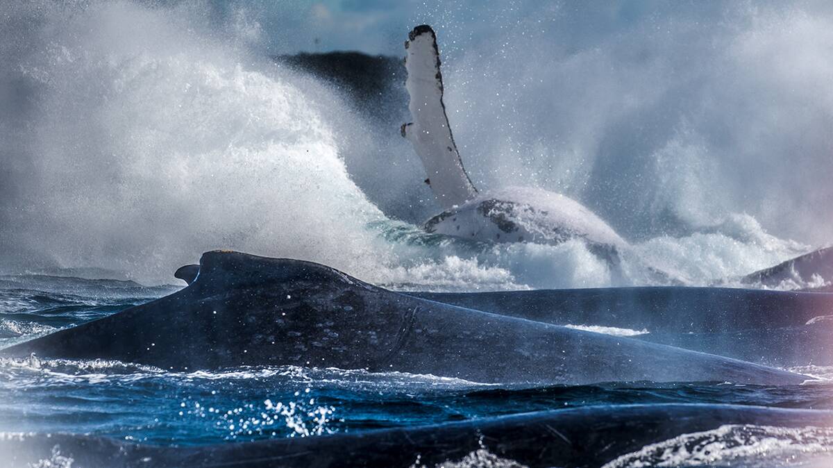 Stunning show: Whales play off the Port Macquarie coastline. Photo: Leana Brown.