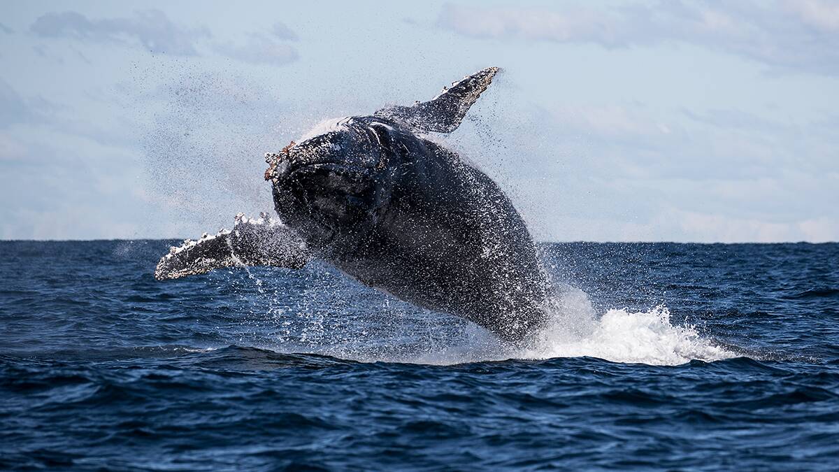 Stunning show: Whales play off the Port Macquarie coastline. Photo: Leana Brown.