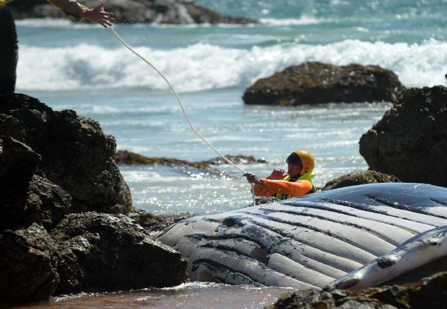 Crews attempt to haul the dead whale off Nobbys Beach.