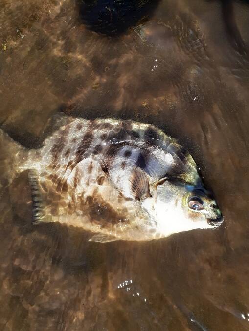 A dead fish found on the shores of Lake Innes, near Port Macquarie.