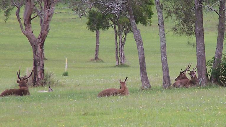 NEW CHANGES: The legislation around deer management has changed. Photo: PMHC.