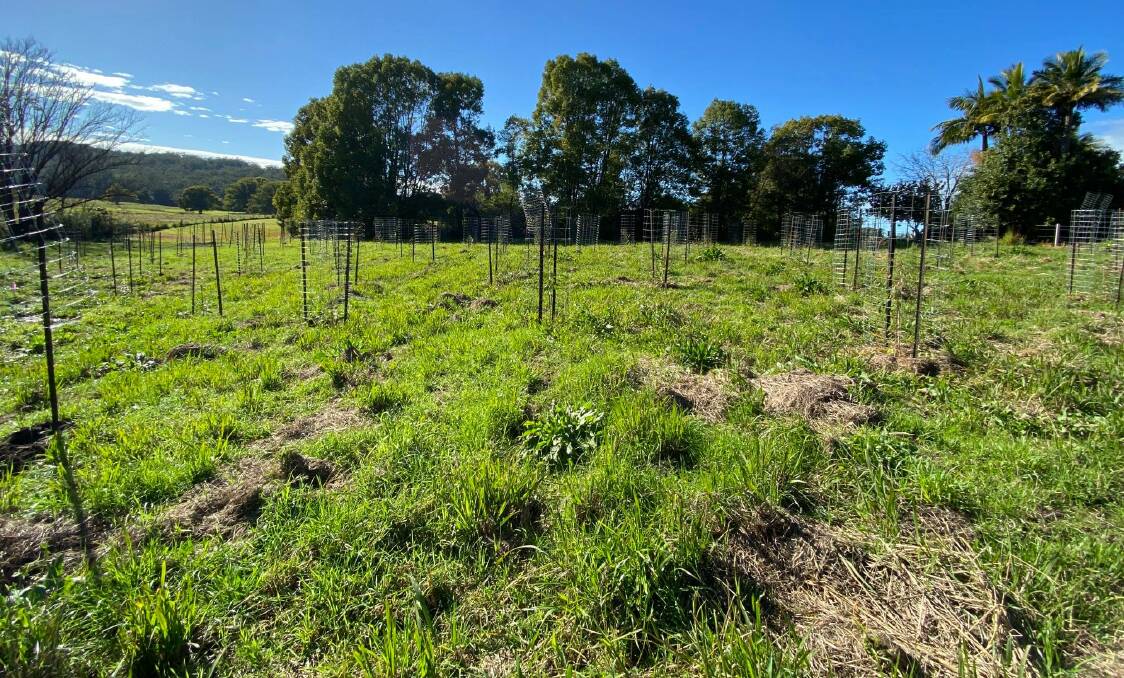 KOALA: Trees have been planted at Kendall Public School. Photo: Supplied.
