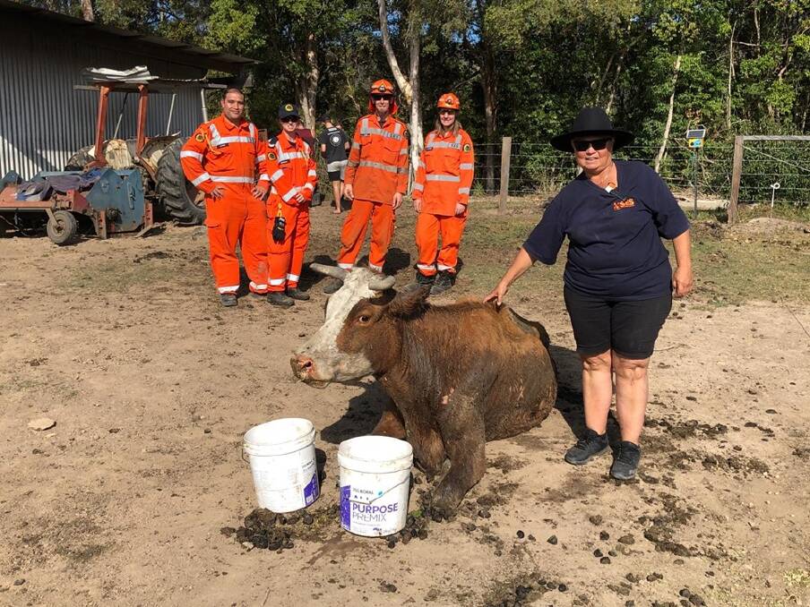 RESCUED: The cow with SES back on solid ground. Photo: NSW SES Port Macquarie Unit.