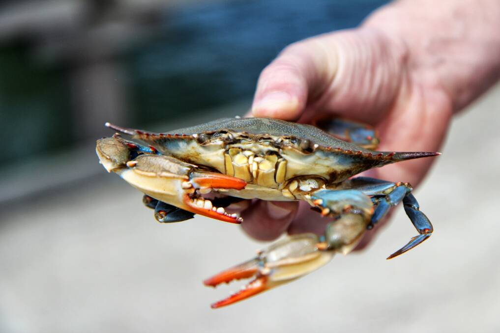 NEW LIMITS: A blue swimmer crab. Photo: John Chase/Pexels.