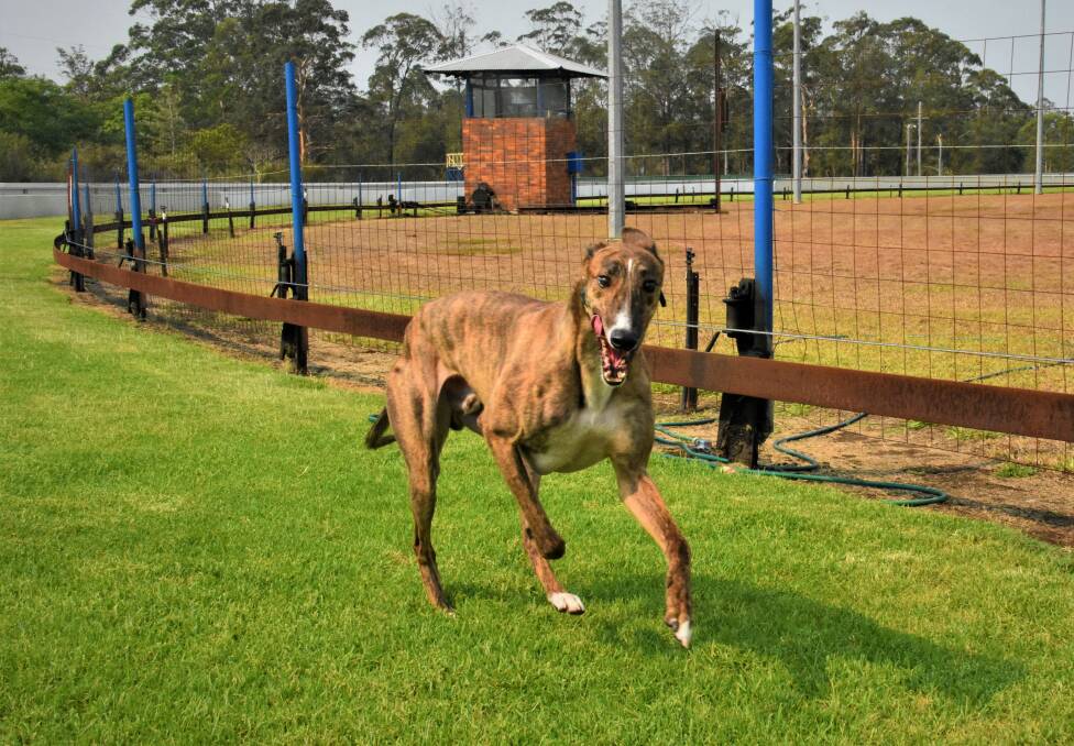 ON THE RUN: Beechwood racing greyhound, Bourne Appeal on the Wauchope track.