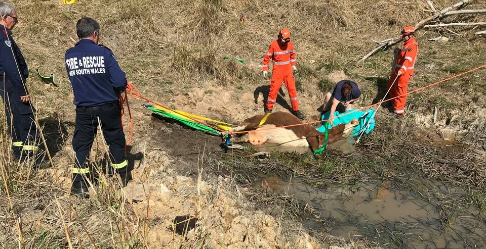 MUDDY FATE: Crews rescuing the cow. Photo: Fire and Rescue NSW Station 358 Laurieton.