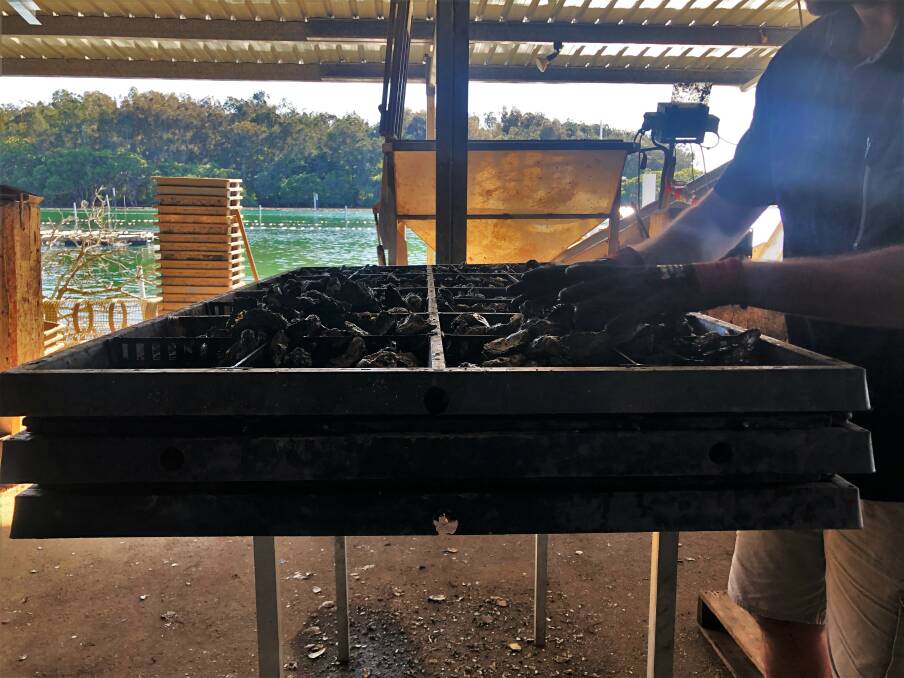 GROWERS AWAIT SEASON RETURN: Oyster growers are awaiting water results along the coast. Photo: Supplied/Port Pearler Oysters.