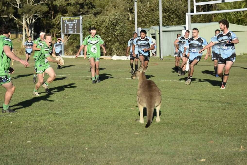 ON THE FIELD: South West Rocks Marlins and Laurieton Stingrays players shared the pitch with wildlife . Photo: Trish Hollis.