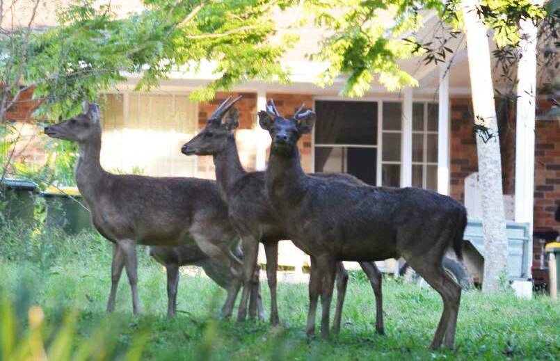 A CONCERN SINCE 2017: Council called for the state government to determine the extent of the feral deer population in the Hastings in 2017.