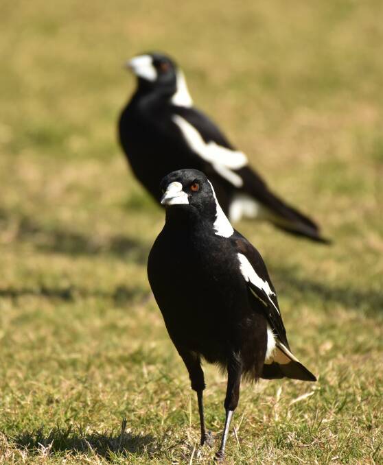 AUSSIE BIRD COUNT: Magpies always attract big numbers during the count. Photo; Robert Dougherty.