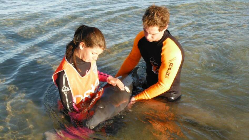 Residents interested in volunteering to rescue whales, dolphins, seals and dugongs could get their chance with a local training day on Sunday, April 7.