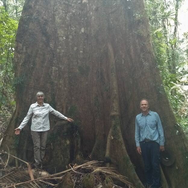 GOOD CAUSE FUN RAISER: NEFF members Jane McIntyre and Tom Ferrier want local forest giants like this Yellow Carabeen to be preserved for all time. Photo: Supplied.