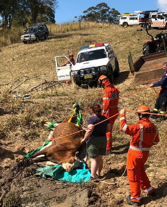 ON THE GO: Crews finalise the rescue of the cow. Photo: NSW SES Port Macquarie Unit.