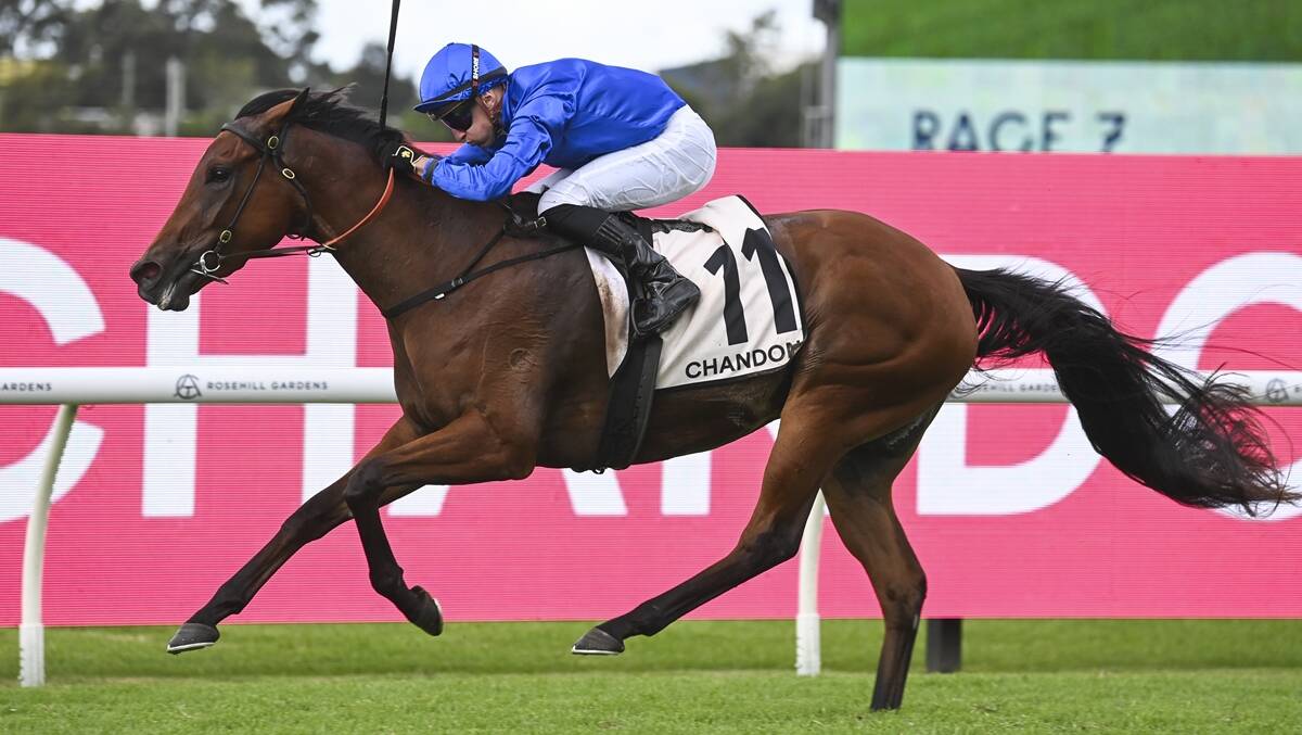 Zardozi is tipped to win Race 7, the Vinery Stud Stakes over 2000 metres. Picture Bradley Photos