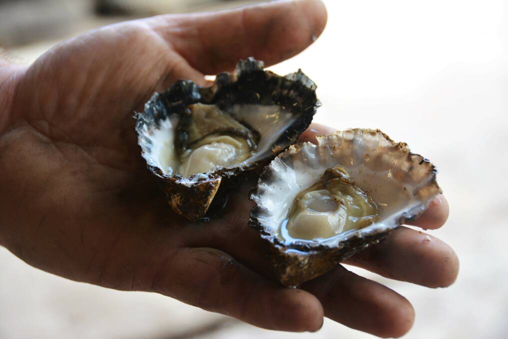 Oyster growers are looking forward to a great Christmas season. Picture: Ruby Pascoe
