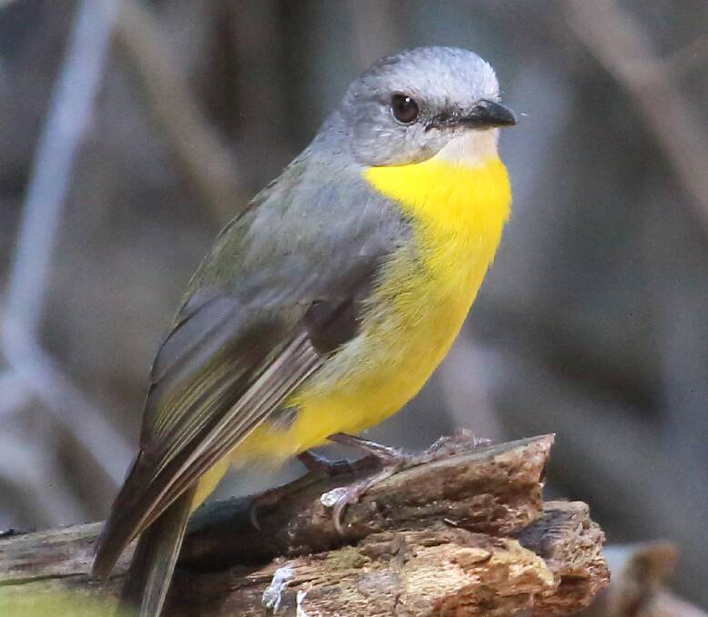 Populations of small birds such as this eastern yellow robin are declining but we can help through what we plant in our backyards. Photo by Peter West, Friends of Kattang
