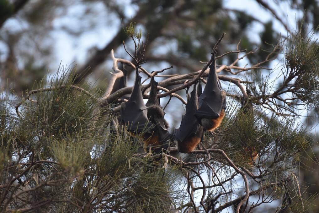 The flying fox colony at Kooloonbung Creek Nature Reserve will be the focus of a flying fox camp management plan.
