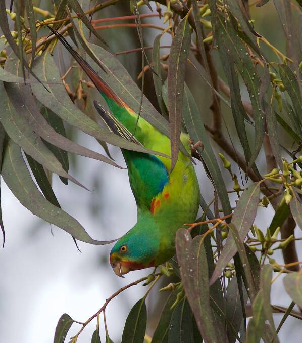 Nectar feeding parrot: A Swift Parrot in forest red gum at Port Macquarie in June 2018. Photo: Liam Murphy