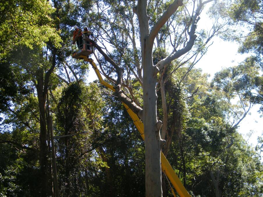 Tree works: Tree management is a highly visible and important council service. Photo: Port Macquarie-Hastings Council