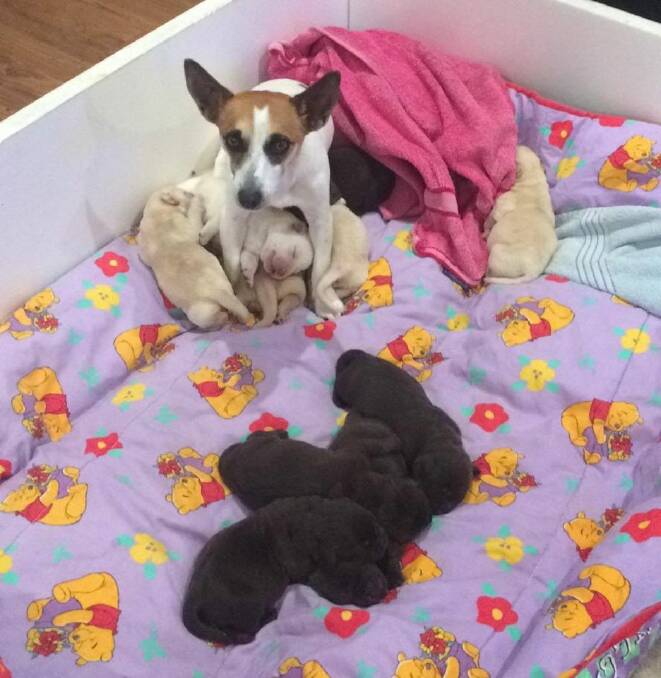 Sally the surrogate steps up to suckle a litter of 10