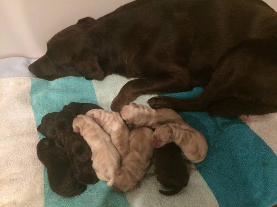 Post birth: Charli and her 10 healthy puppies. Five chocolate pups were born first, followed by five golden pups. Seven boys and three girls. Photo: supplied