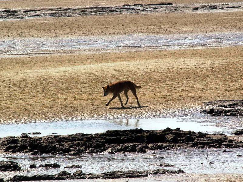 A man has been slapped with a $2135 fine for throwing a fish to a dingo on Fraser Island.