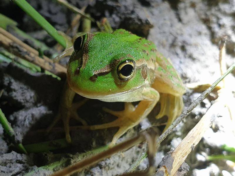 Scientists hope the floods will lead to wetland fauna multiplying, including southern bell frogs. (PR HANDOUT IMAGE PHOTO)