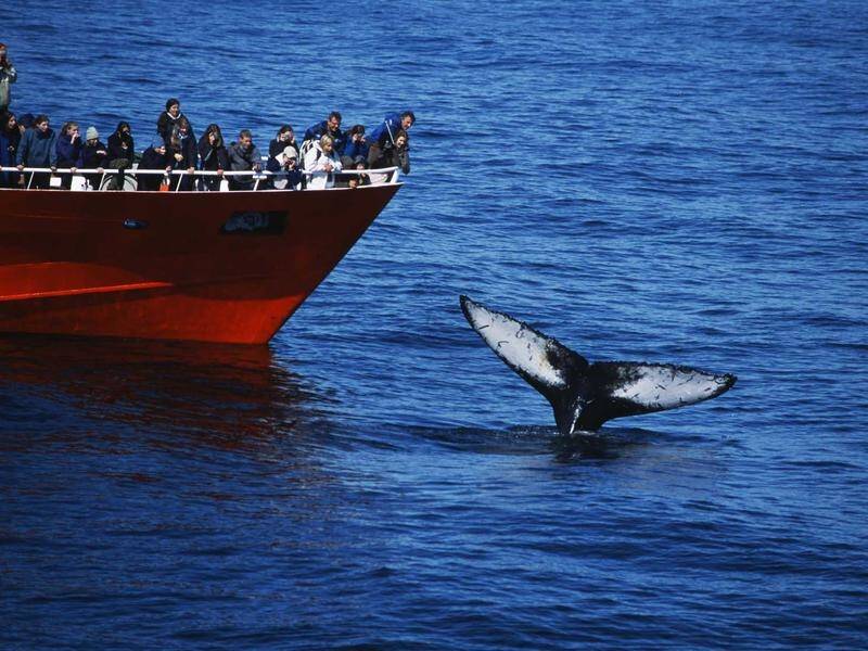 Iceland's whaling industry will be allowed to keep hunting whales for at least another five years.