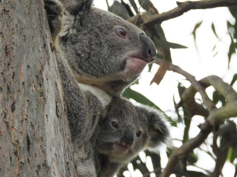 Almost 200 hectares of bushland on the NSW coast has been secured to help restore koala numbers.
