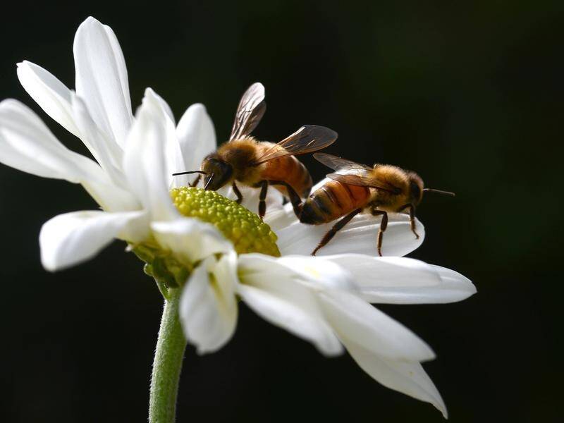 Bees stings account for more than a quarter of hospitalisations caused by venomous creatures.
