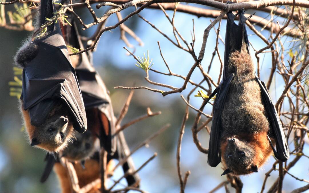 Leave them be: Two flying foxes above Wrights Creek Bridge try and catch some shut eye. Photo: Matt Attard