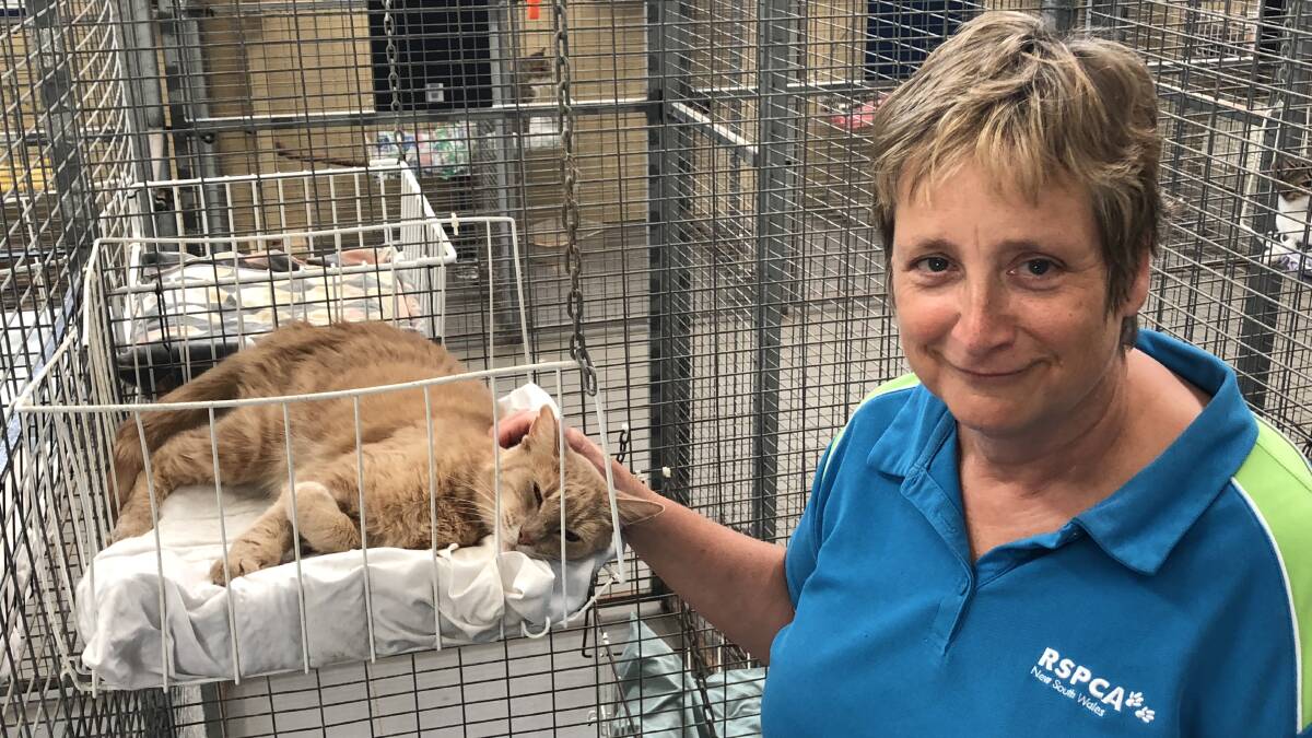 Plenty of love left: This gorgeous nine year old, shown with shelter manager Kerrie Swift-McNair, is one of the many animals up for adoption this weekend. Photo: Matt Attard