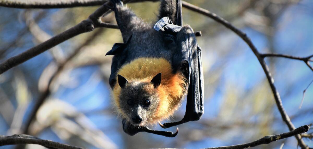Hello?: A grey-headed flying fox gets comfy above Wrights Creek Bridge. Photo: Matt Attard