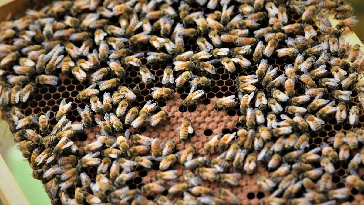 Hard at work: John's River honey bees get busy creating honey in their hive. Photo: Matt Attard