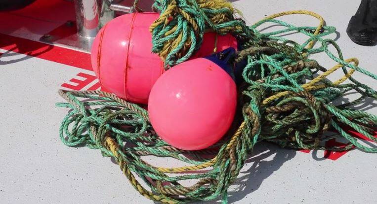 Killed it: These are the ropes that slowly killed the humpback whale that is now buried at Nobbys Beach in Port Macquarie. Photo: Supplied 