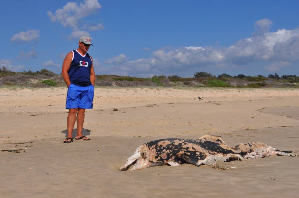 Sad spectacle: North Haven resident Shannon Cook inspects the long-dead, and smelly, dolphin carcass.