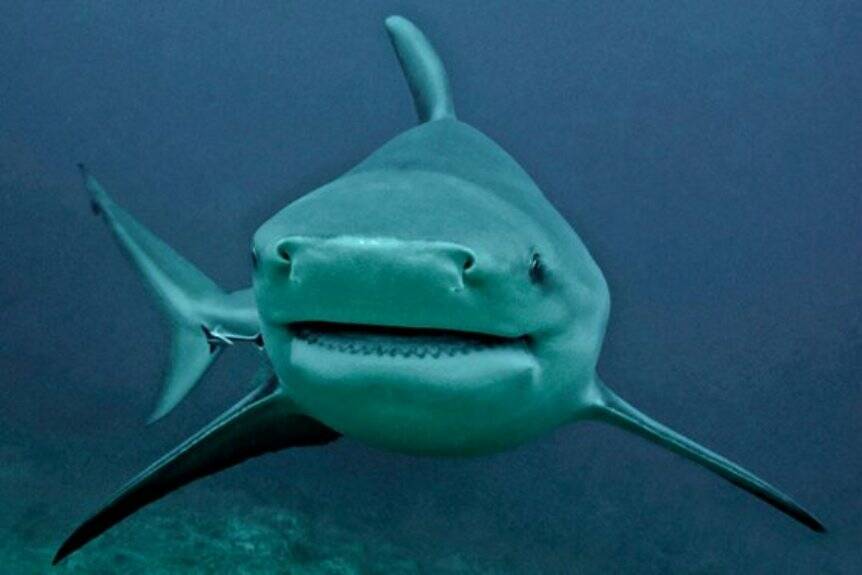 A bull shark. Pic from www.underwatersydney.org